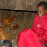 Sundi in the barn